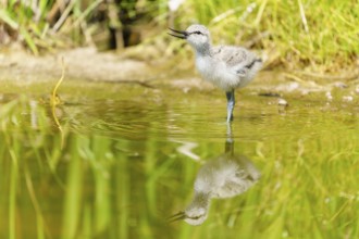 A young bird stands in the water, apparently singing, Avocet, (Recurvirostra avosetta), France,