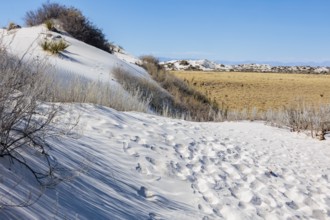 Gypsum dunefields at White Sands National Monument located within the Chihuahuan Desert and the