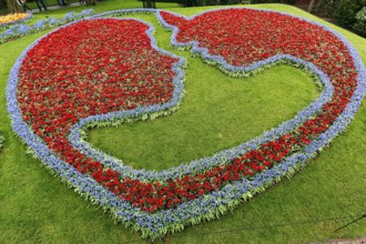 Couple, embrace, kiss, bed with tulips (Tulipa) and grape hyacinths (Muscari), view from above,