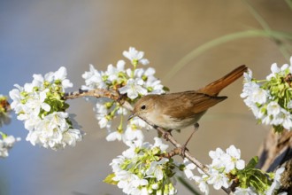 Nightingale (Luscinia megarhynchos) Germany