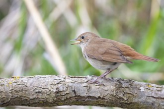 Nightingale (Luscinia megarhynchos) Germany