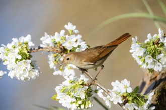 Nightingale (Luscinia megarhynchos) Germany
