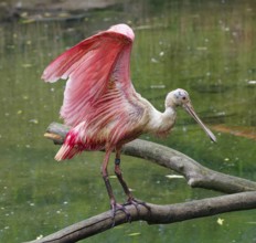 Roseate spoonbill (Platalea ajaja), adult, captive, occurrence coastal regions and floodplains,
