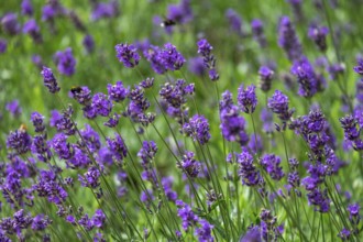 Bed with lavender, North Rhine-Westphalia, Germany, Europe