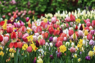 Different coloured tulips (Tulipa), colourful tulip bed, Keukenhof gardens, Lisse, Bollenstreek,