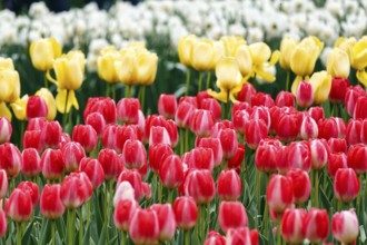 Different coloured tulips (Tulipa), colourful tulip bed, Keukenhof gardens, Lisse, Bollenstreek,