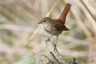 Nightingale (Luscinia megarhynchos) Germany
