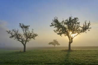 Three orchard trees illuminated by sunlight in a misty meadow landscape, Mönchberg, Miltenberg,