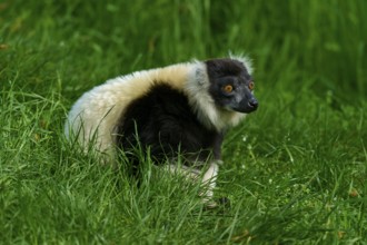 Black-and-white ruffed lemur (Varecia variegata), sitting attentively in the grass of an open