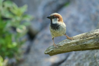 House sparrow (Passer domesticus), sitting attentively on a branch, gently illuminated by sunlight,