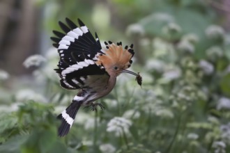 Hoopoe (Upupa epops) in flight with captured mole cricket, Upper Spreewald, Brandenburg, Germany,