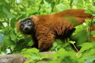 Red ruffed lemur (Varecia rubra), peering curiously between green leaves, France, Europe