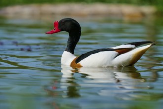 Shelduck (Tadorna tadorna), gliding calmly over a pond with a clear water surface, France, Europe