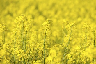 A dense sea of blooming rapeseed flowers forming a vibrant yellow landscape, Baden-Württemberg,