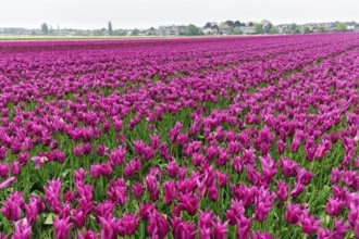 Pink tulips, dull spring weather, cloud cover, tulip field, Bollenstreek, South Holland,