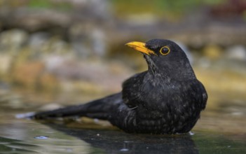 Blackbird (Turdus merula), male bathing, biosphere reserve, Swabian Alb, Baden-Württemberg,