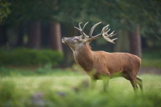 Red deer (Cervus elaphus), with impressive antlers in a quiet forest, Germany, Europe