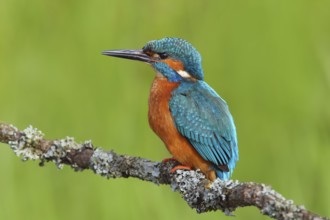 Kingfisher (Alcedo atthis), male sitting on a branch overgrown with lichen, Wildlife, Nature