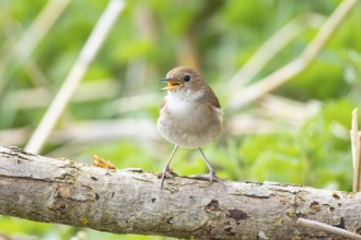 Nightingale (Luscinia megarhynchos) Germany