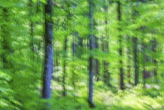 Beech (Fagus), beech family (Fagaceae), forest, fresh green, abtract, Laiz, Upper Danube nature