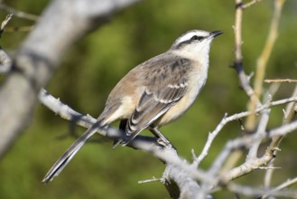 Close-up of a Campos mockingbird (Mimus saturninus), seen while birdwatching in Buenos Aires,