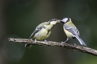 Great tits (Parus major), feeding young birds, Emsland, Lower Saxony, Germany, Europe