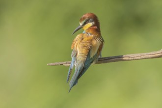 European bee-eater (Merops apiaster) on a branch during the breeding season in spring. Jechtingen,