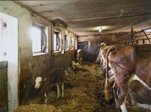 Tethered calves in a cow barn with tethering, Bavaria, Germany, Europe