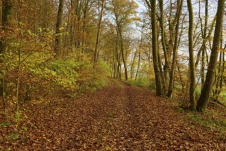 A quiet path through an autumn coloured forest with golden leaves, Hornbach, Walldürn, Odenwald,