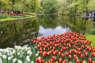 Bicoloured tulips (Tulipa), colourful tulip bed by a pond, Keukenhof gardens, Lisse, Bollenstreek,