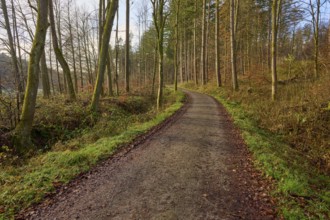 A narrow forest path meanders through the autumn forest under leafless treetops, Odenwald,