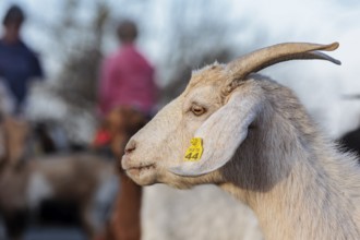 Domesticated goat livestock raised for meat producion on a ranch in Sonora, Texas, USA, North