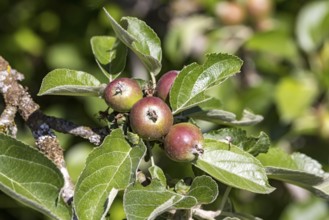 Apple harvest 2025 in preparation. Small apples on an apple tree. Weingarten, Baden-Württemberg,