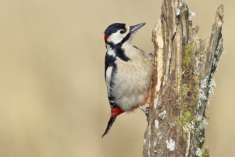 Great spotted woodpecker (Dendrocopos major), male, foraging on a tree stump overgrown with moss