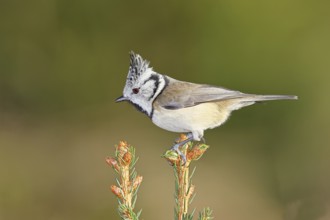 Crested Tit (Lophophanes scalloped ribbonfish), sitting on the top of a young spruce, European