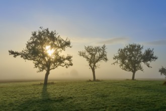 Three illuminated trees on a fog-filled meadow in the sunlight, Mönchberg, Miltenberg, Spessart,