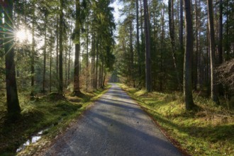 Quiet forest path with sunlight and long shadows from the trees, Buchen, Odenwald, Neckar-Odenwald