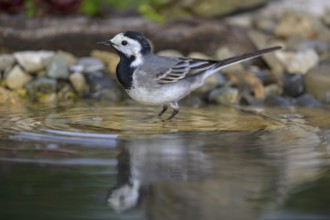 White wagtail (Motacilla alba), male bathing, biosphere reserve, Swabian Alb, Baden-Württemberg,