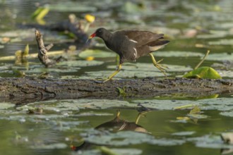 A bog hen (Gallinula chloropus) runs over a tree trunk to her chicks in her nest. Bas rhin, Alsace,