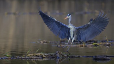 Grey heron (Ardea cinerea), adult heron landing on a water lily root, Neckar valley,