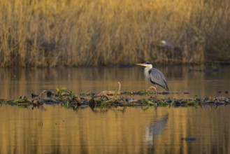 Grey heron (Ardea cinerea), adult heron standing on a water lily root in the water, in front of a