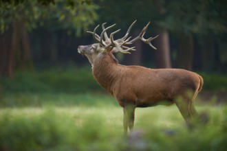 Red deer (Cervus elaphus), with large antlers in a natural environment, Germany, Europe
