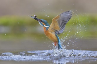Kingfisher (Alcedo atthis), taking off from the water with a fish in its beak, Lechauen, Bavaria,