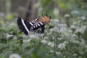 Hoopoe (Upupa epops) in flight with captured mole cricket, Upper Spreewald, Brandenburg, Germany,