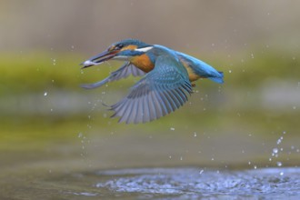 Kingfisher (Alcedo atthis), taking off from the water with a fish in its beak, Lechauen, Bavaria
