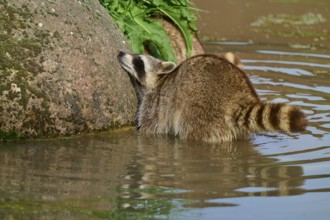 A raccoon (Procyon lotor), leaning against a stone in the water, surrounded by green vegetation,