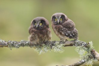Great Horned Owl (Aegolius funereus), Two young birds perched on a larch branch, Wildlife, Nature