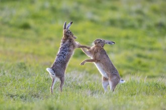 European hare (Lepus europaeus) Mating season Germany