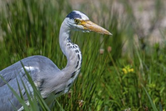 Grey heron (Ardea cinerea) close-up portrait of adult in spring