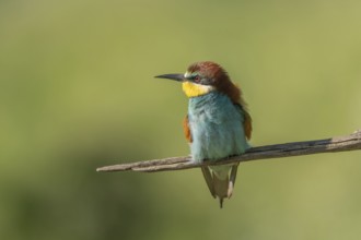 European bee-eater (Merops apiaster) on a branch during the breeding season in spring. Jechtingen,